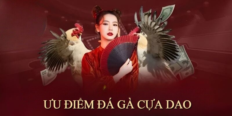 Loại hình chọi gà cựa dao Kuwin hội tụ nhiều ưu điểm vượt trội